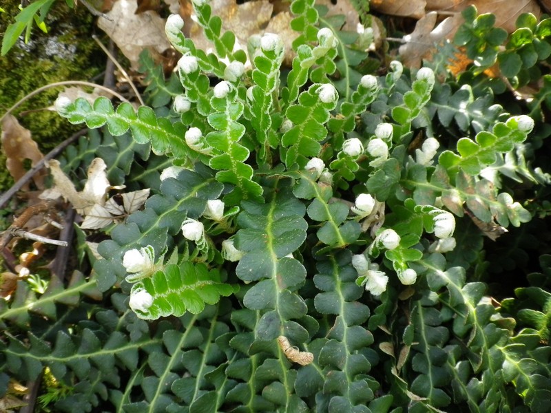 Asplenium ceterach